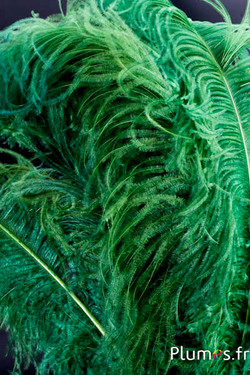 Struisvogel premium - 50-60 cm - mosgroen